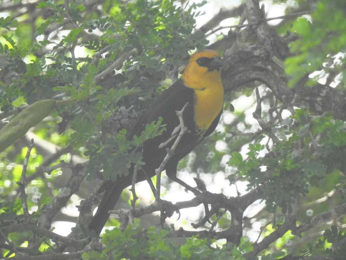 Yellow-headed Blackbird - ML617468317