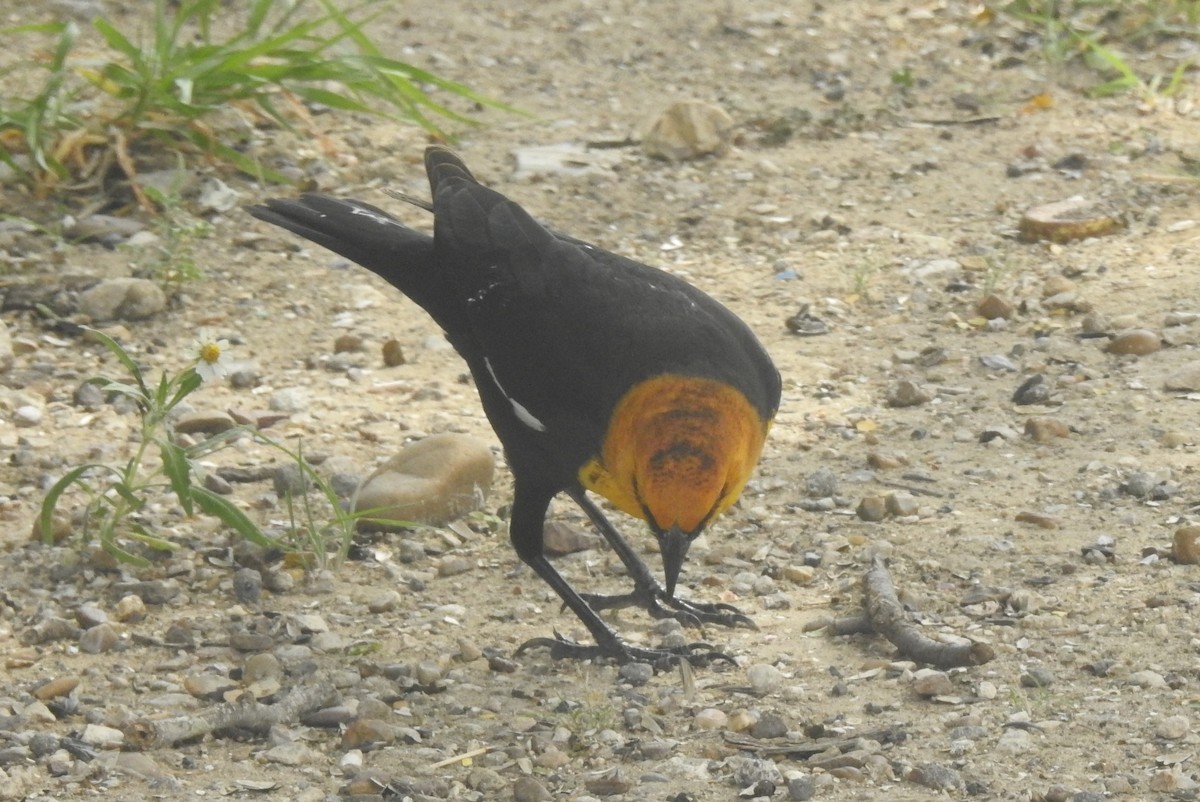 Yellow-headed Blackbird - Navin Sasikumar