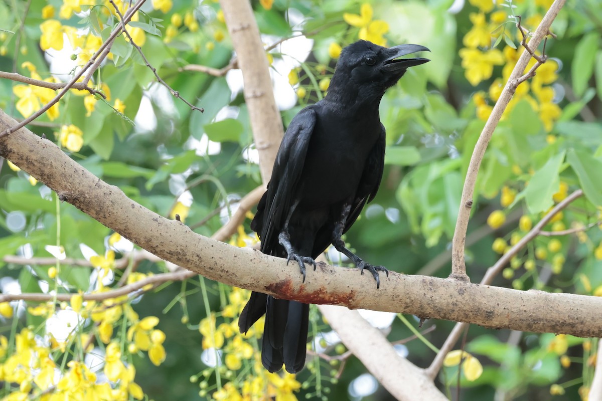 Large-billed Crow - Peter Christiaen