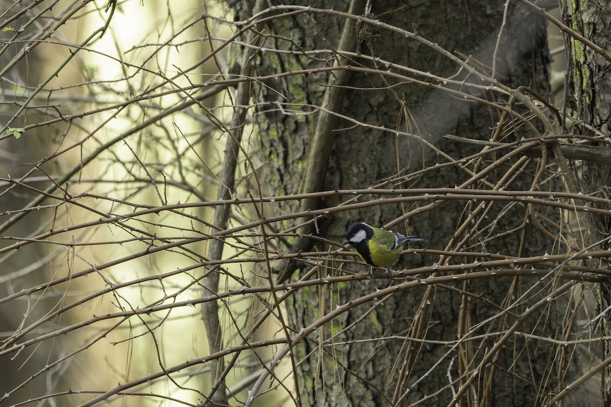 Green-backed Tit - ML617468350
