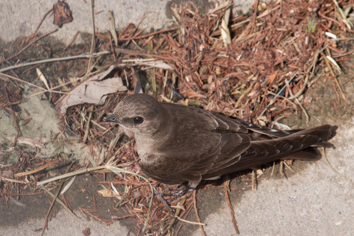 Northern Rough-winged Swallow - ML617468369