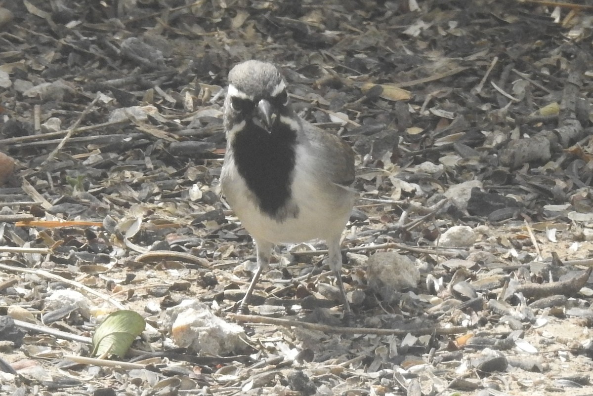 Black-throated Sparrow - Navin Sasikumar