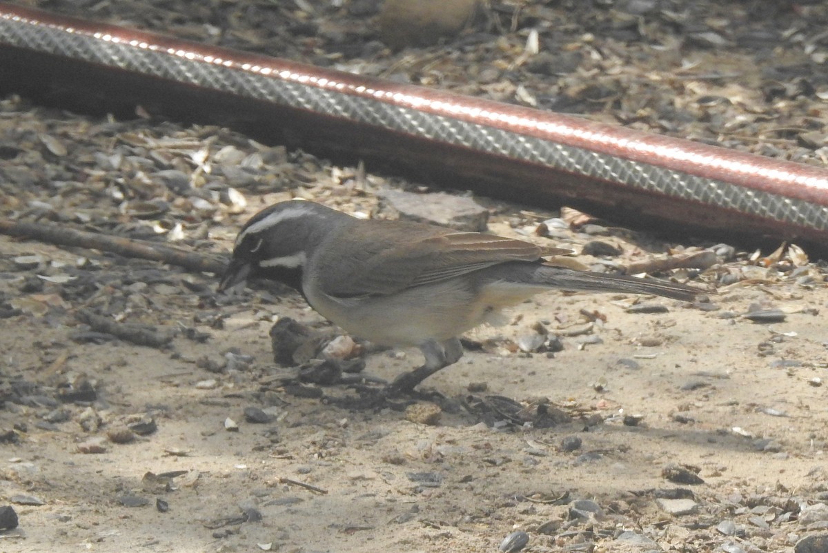 Black-throated Sparrow - ML617468375