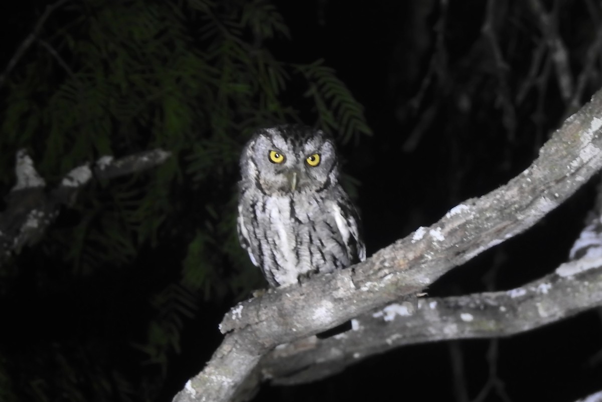 Eastern Screech-Owl (McCall's) - Navin Sasikumar