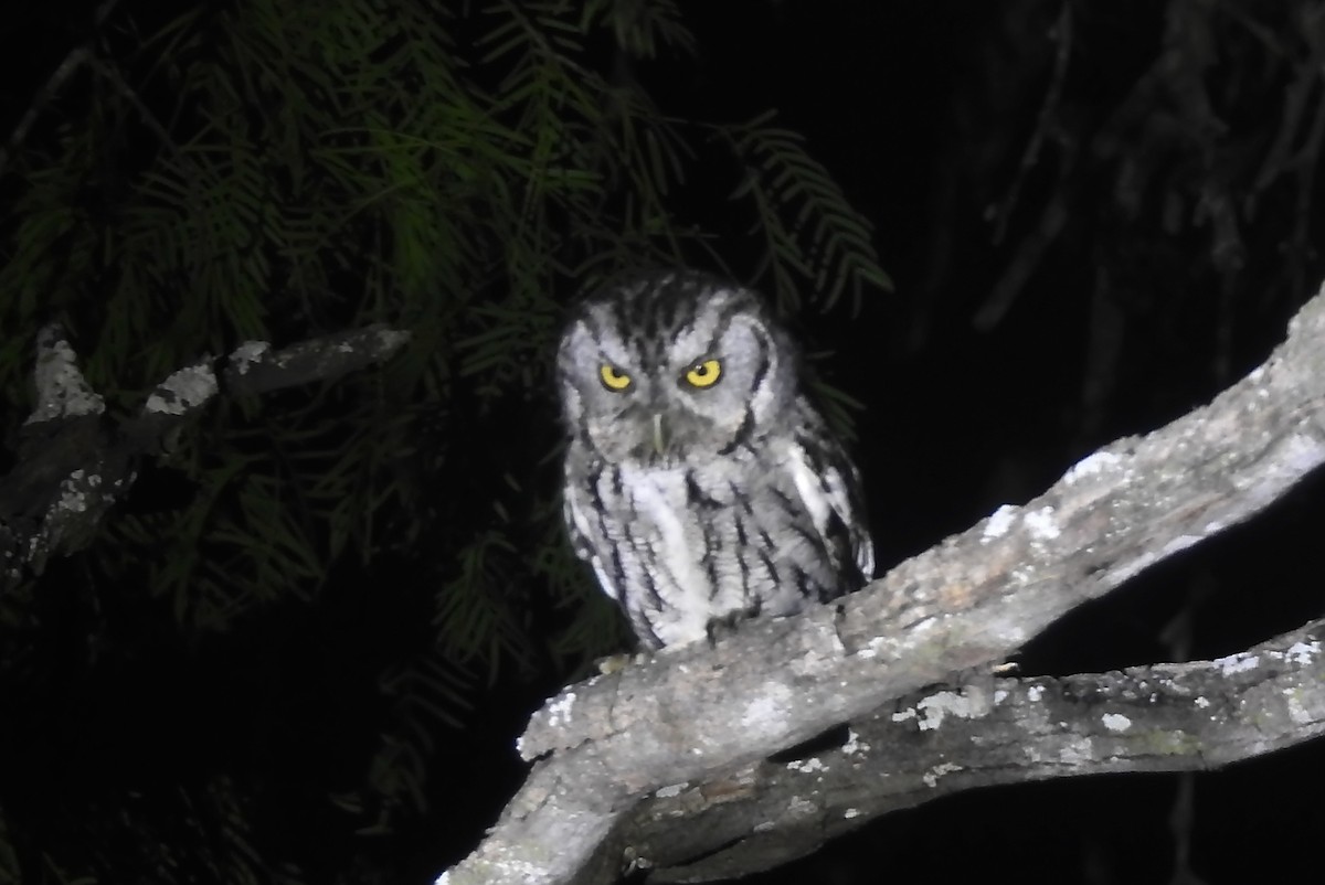 Eastern Screech-Owl (McCall's) - Navin Sasikumar