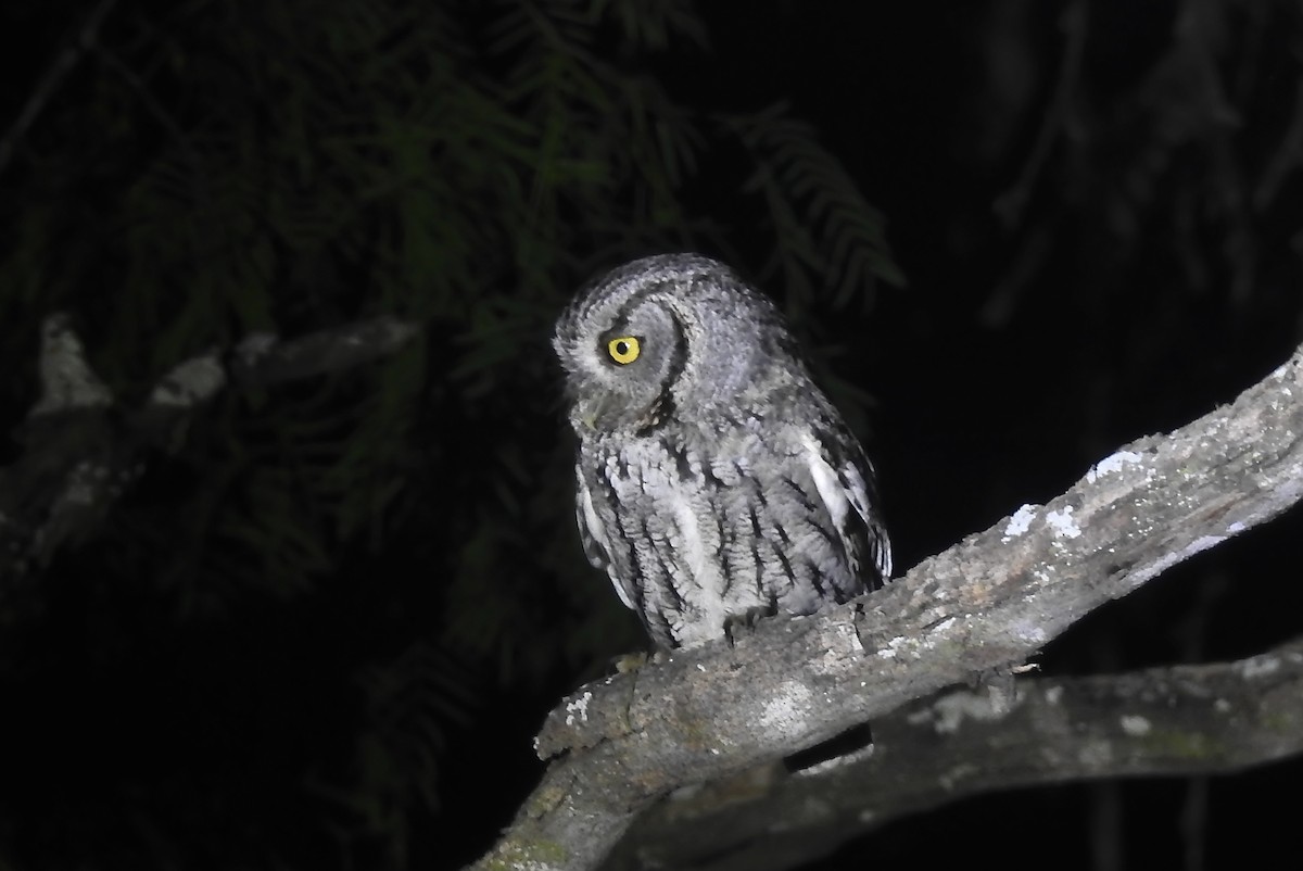 Eastern Screech-Owl (McCall's) - ML617468474
