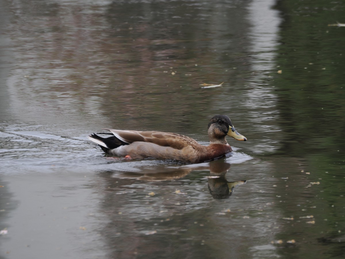 Mallard x Eastern Spot-billed Duck (hybrid) - ML617468514