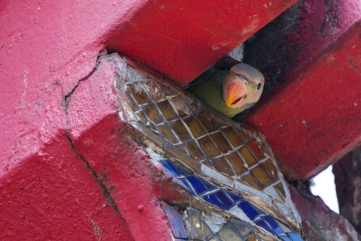 Red-breasted Parakeet - Sam Hambly