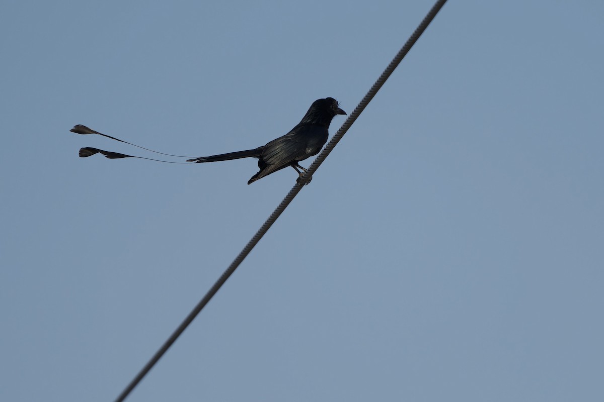 Greater Racket-tailed Drongo - ML617468559