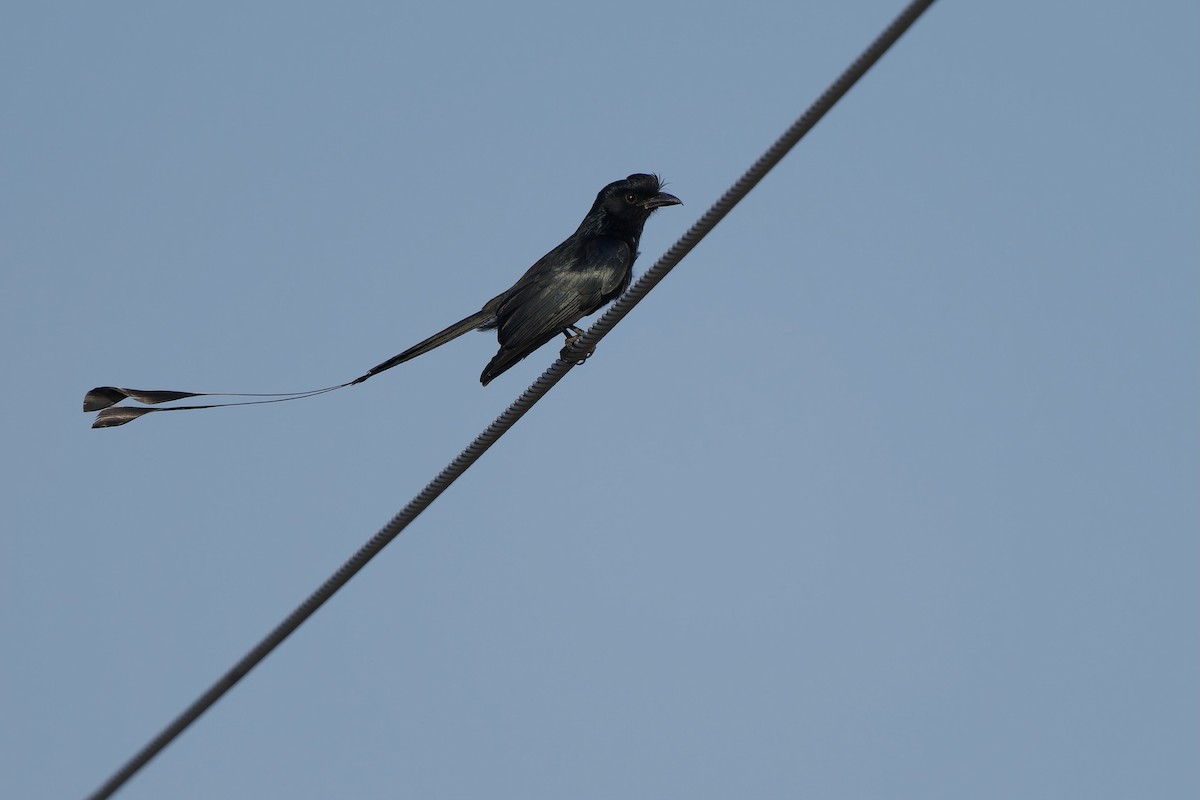 Greater Racket-tailed Drongo - ML617468560