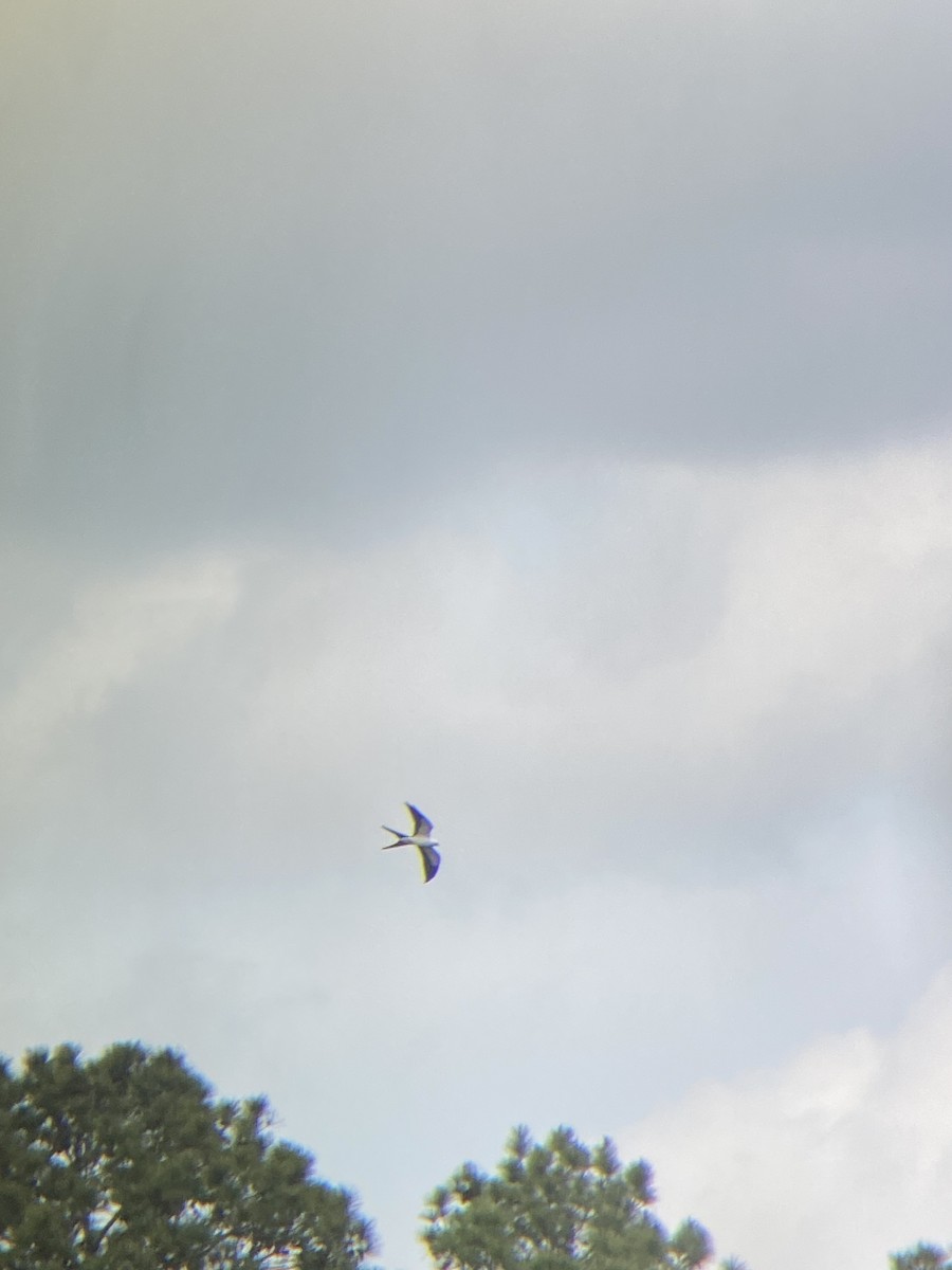 Swallow-tailed Kite - ML617468652