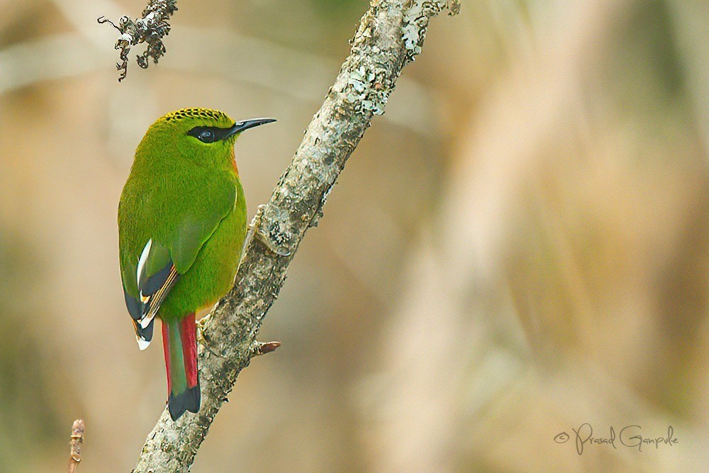 Fire-tailed Myzornis - ML617468724