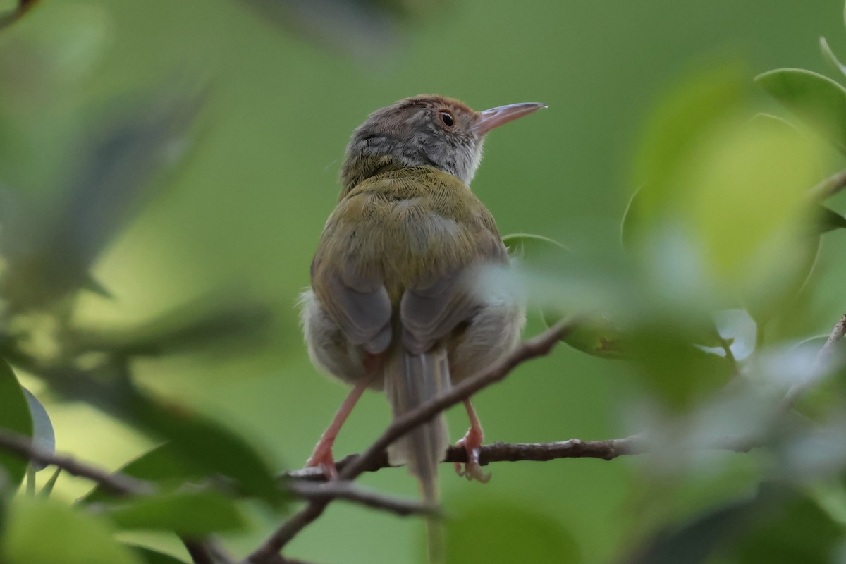 Common Tailorbird - Peter Christiaen