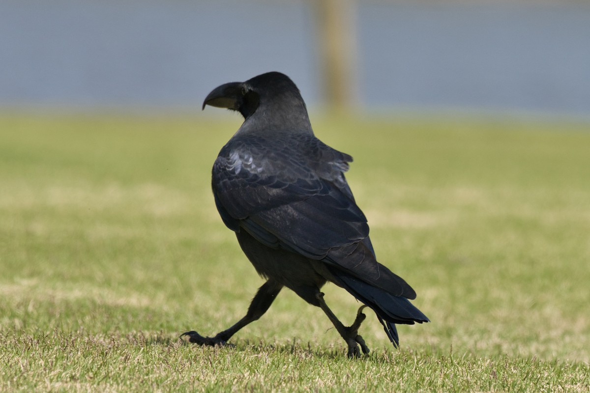 Large-billed Crow - ML617468861