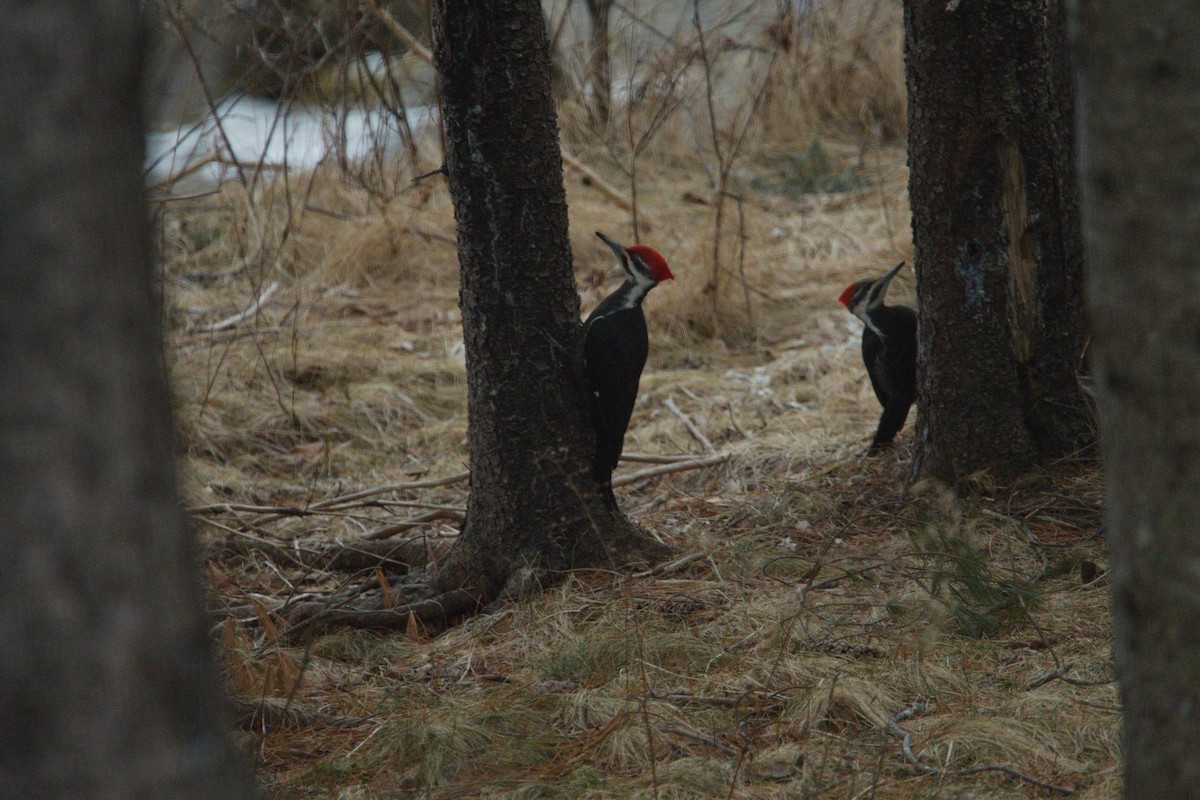 Pileated Woodpecker - Woody Gillies