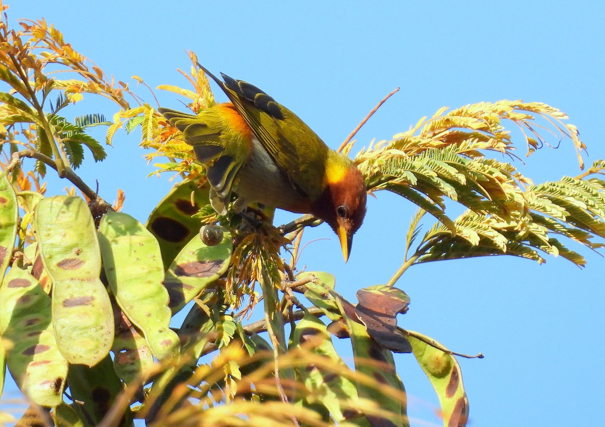 Rufous-headed Tanager - ML617468954