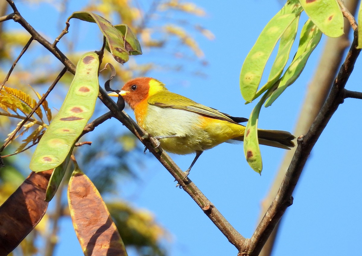 Rufous-headed Tanager - ML617468955