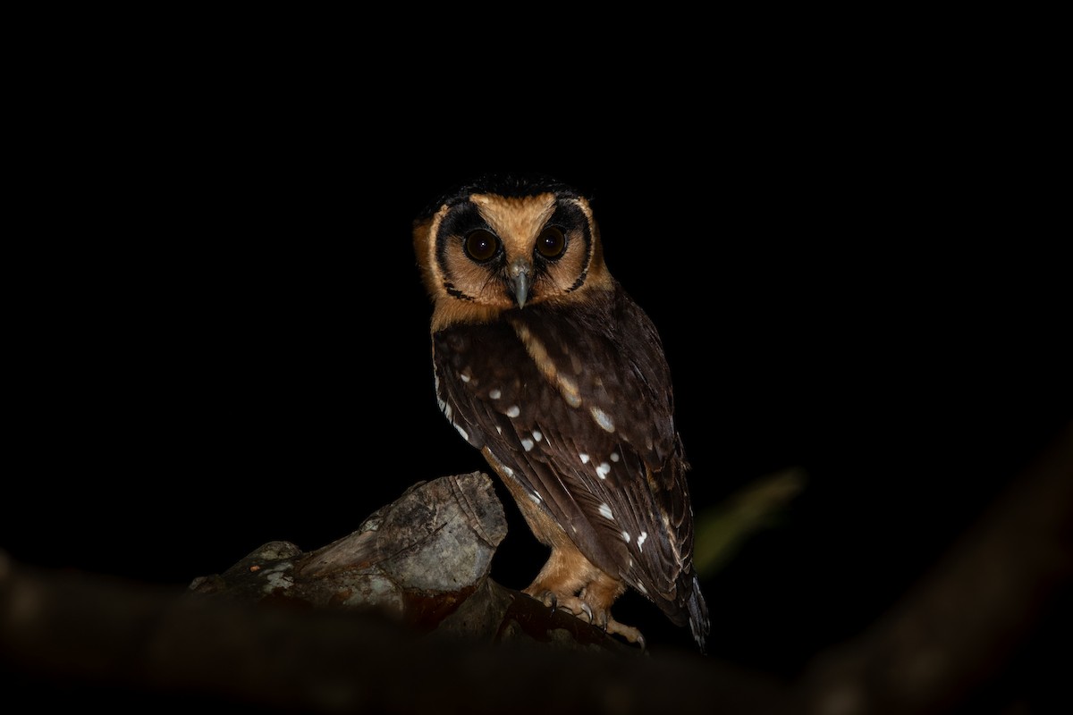 Buff-fronted Owl - ML617469088