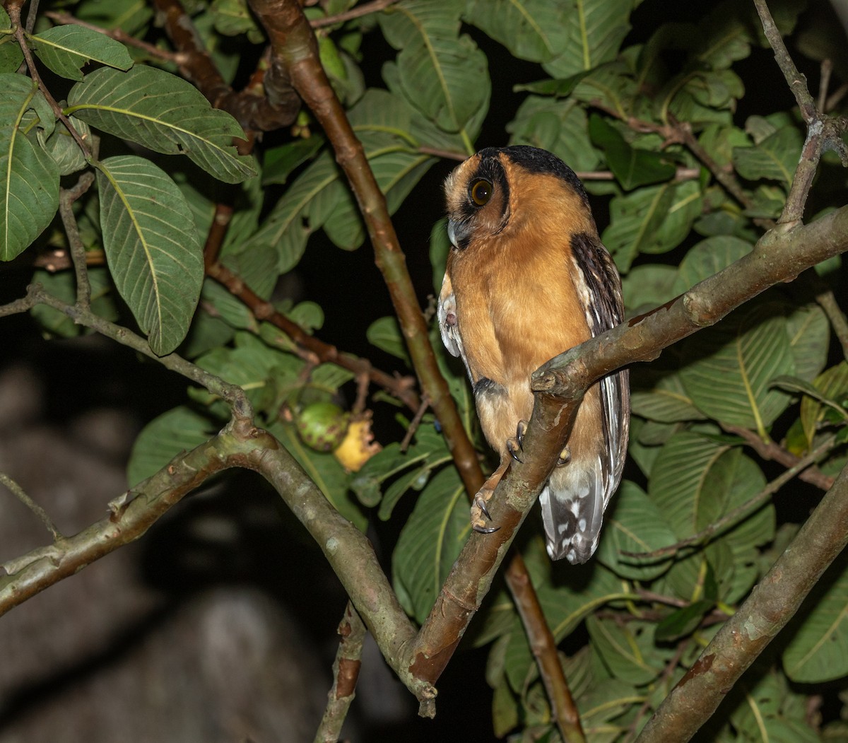 Buff-fronted Owl - ML617469090
