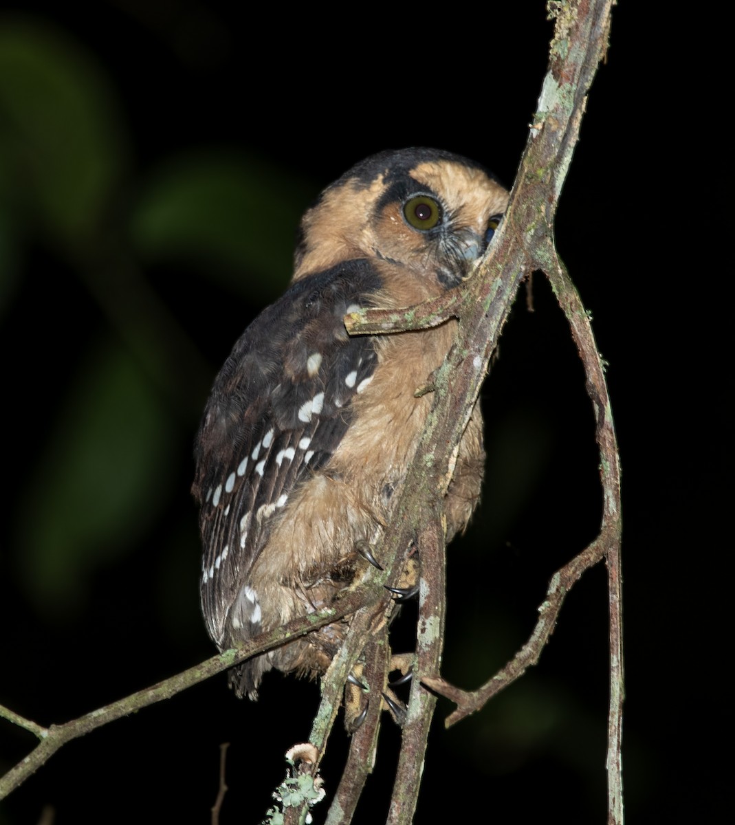 Buff-fronted Owl - ML617469091
