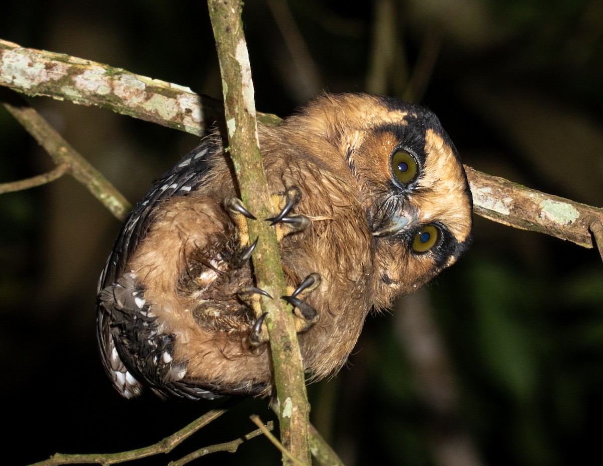 Buff-fronted Owl - ML617469093