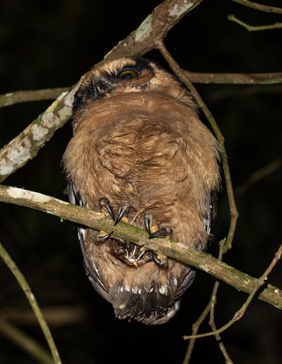 Buff-fronted Owl - ML617469097