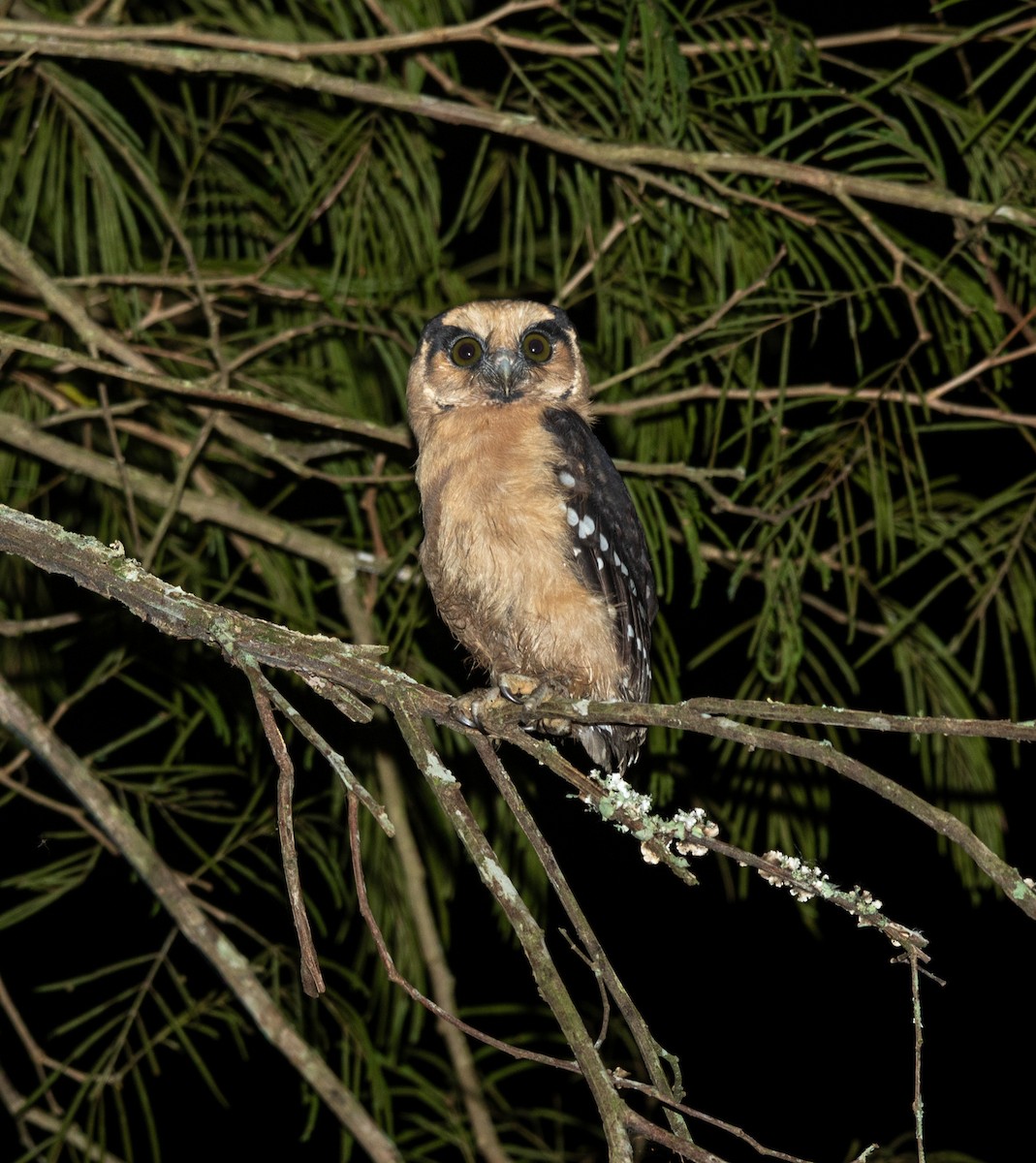 Buff-fronted Owl - ML617469099