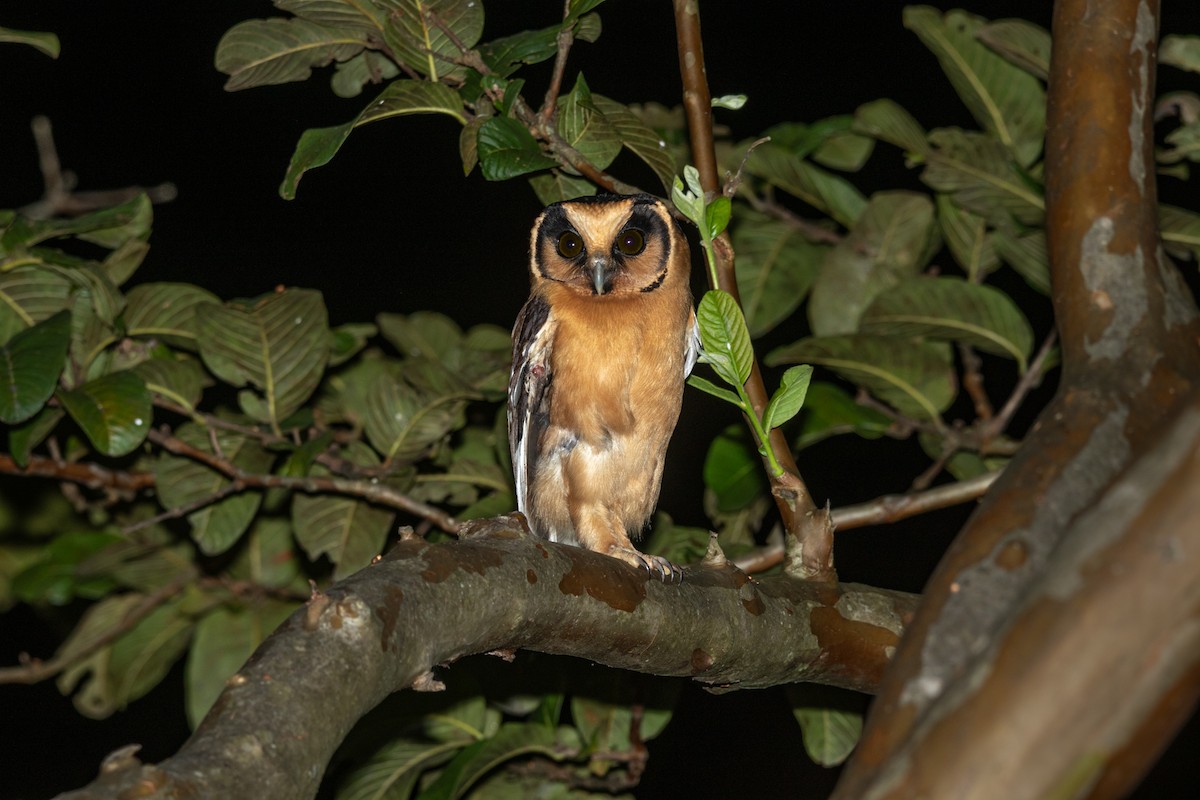 Buff-fronted Owl - ML617469100