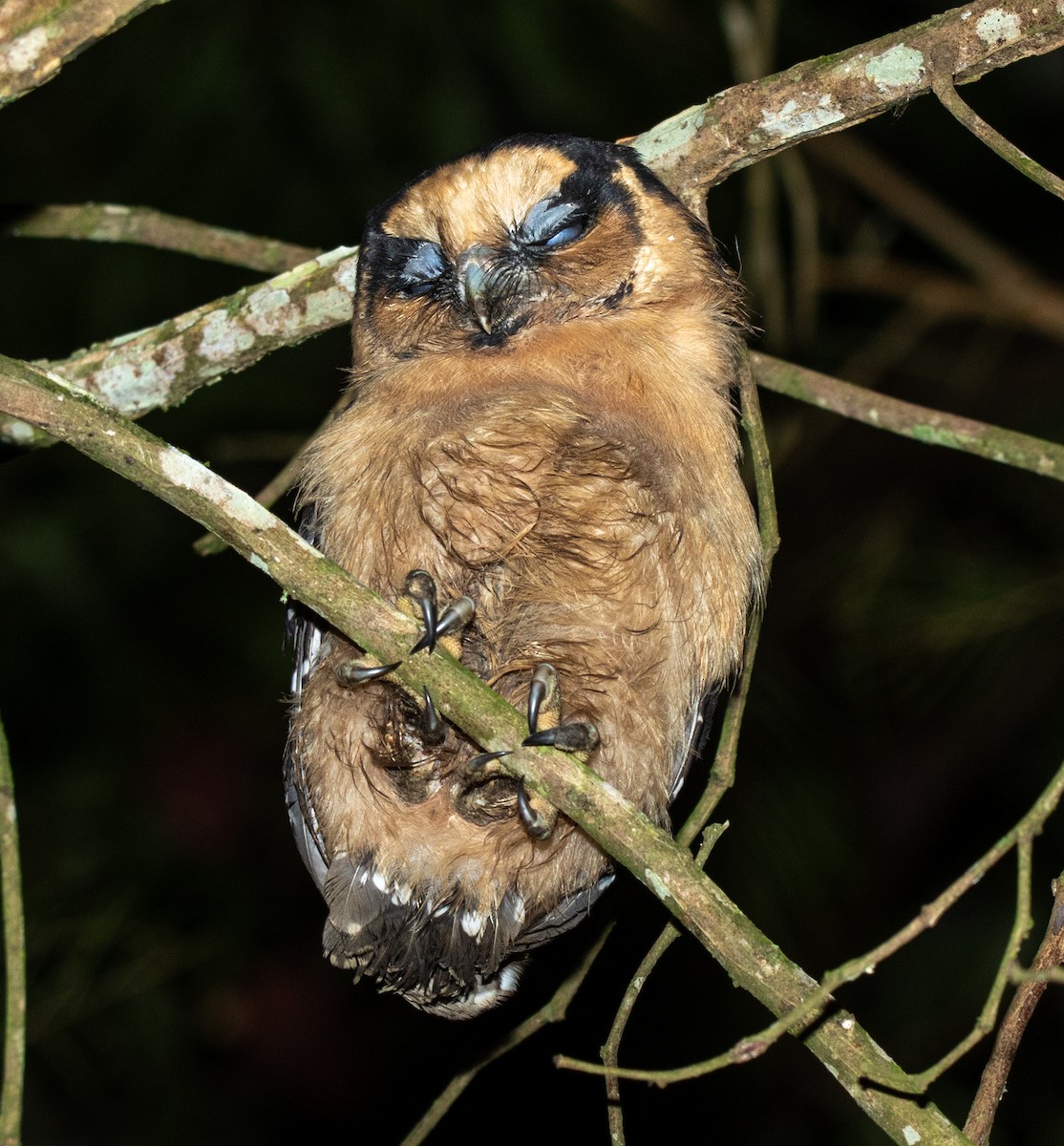 Buff-fronted Owl - ML617469102