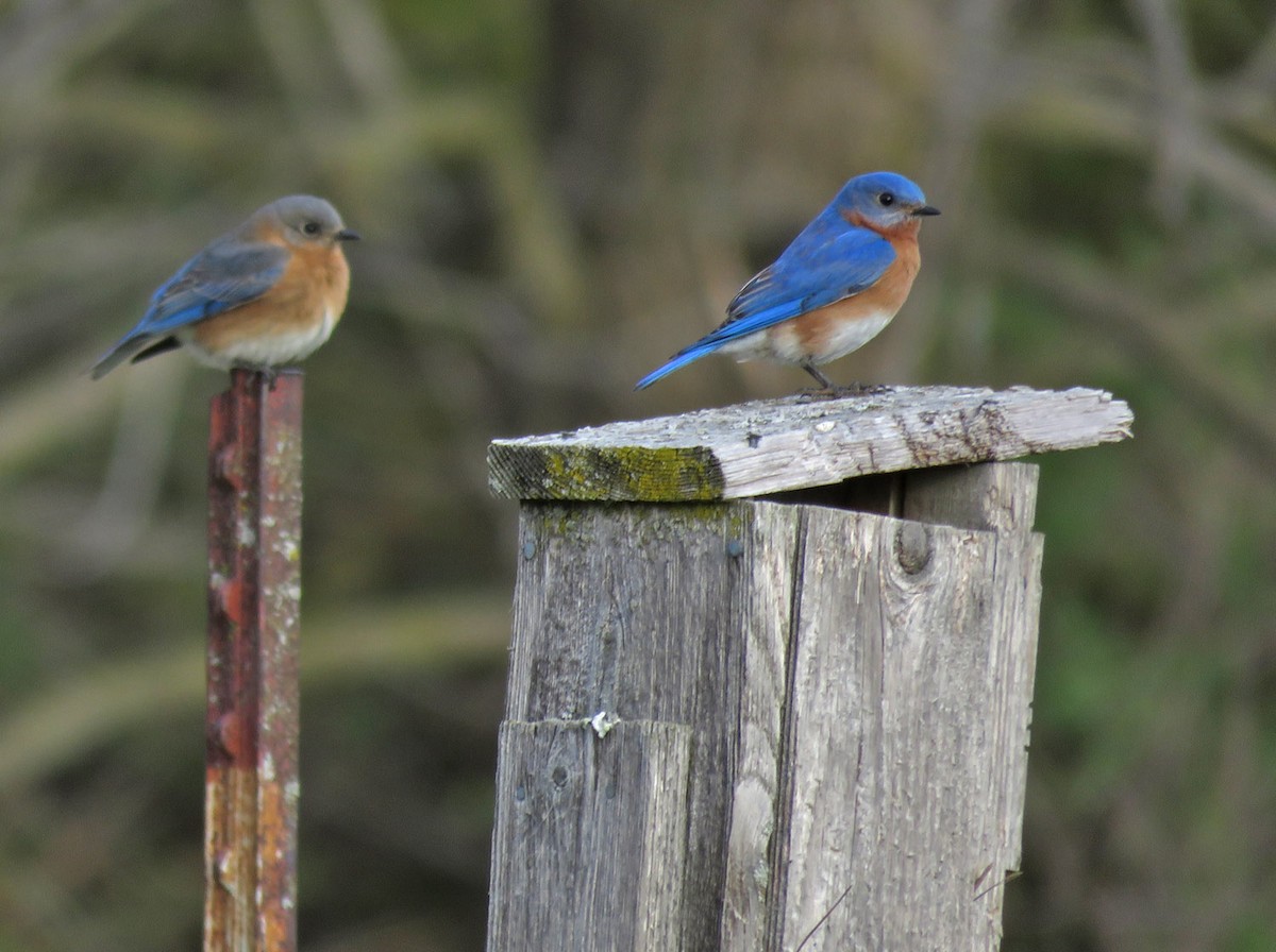 eBird Checklist - 16 Apr 2024 - TRS neighborhood - 28 species