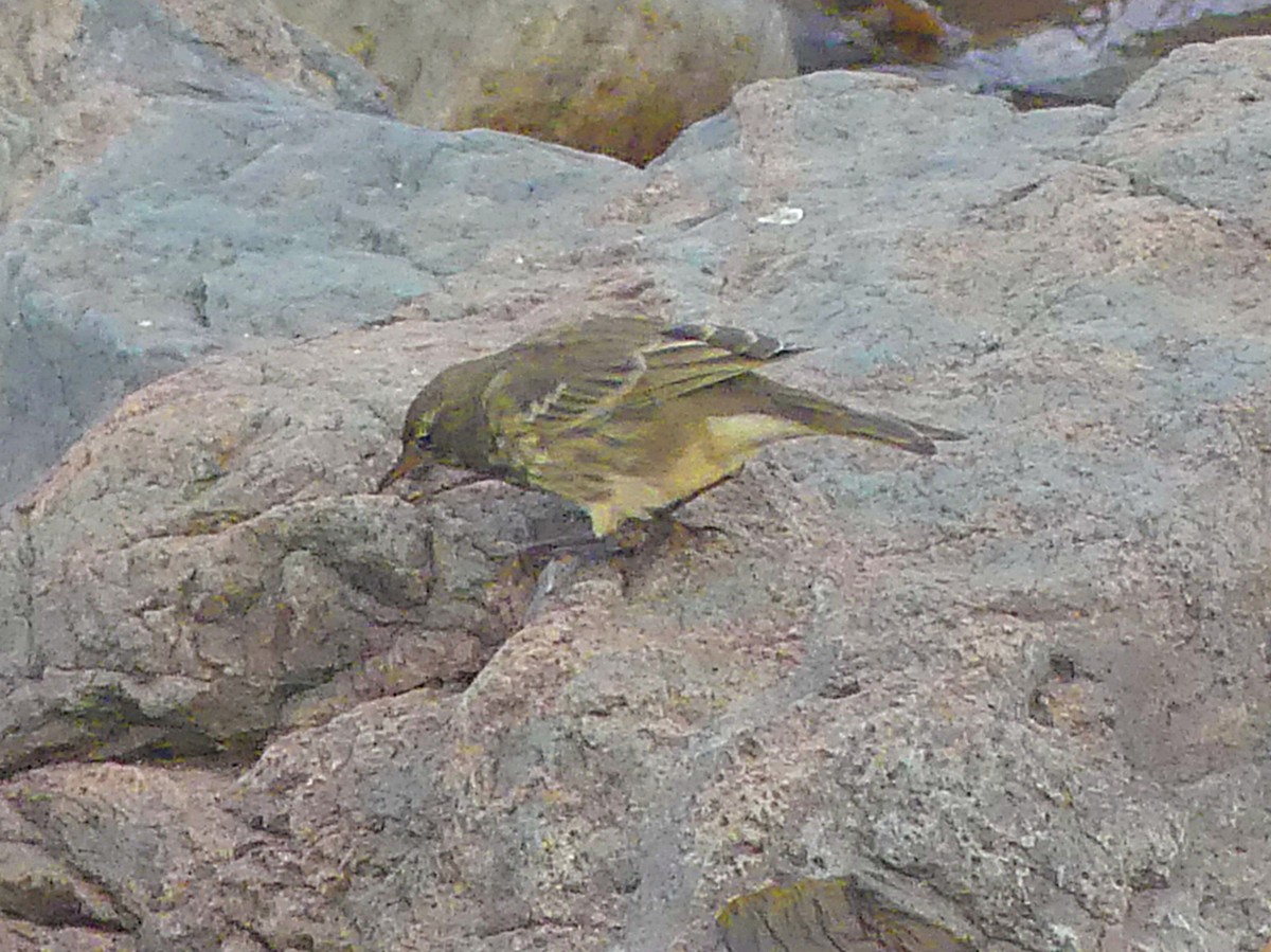 Rock Pipit (Western) - Peter Dale