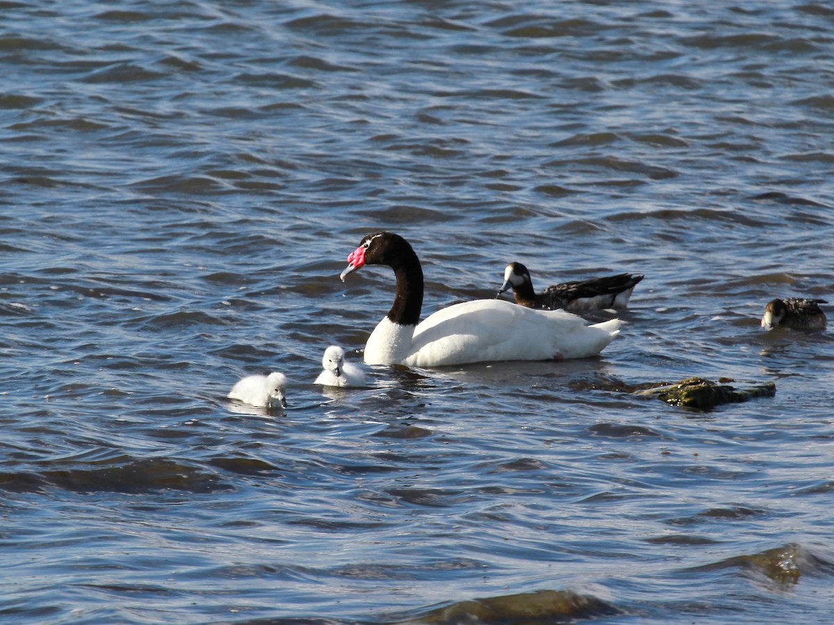 Black-necked Swan - ML617469235