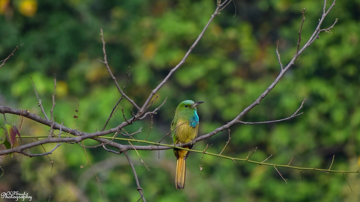 Blue-bearded Bee-eater - Kanwal Preet  Singh