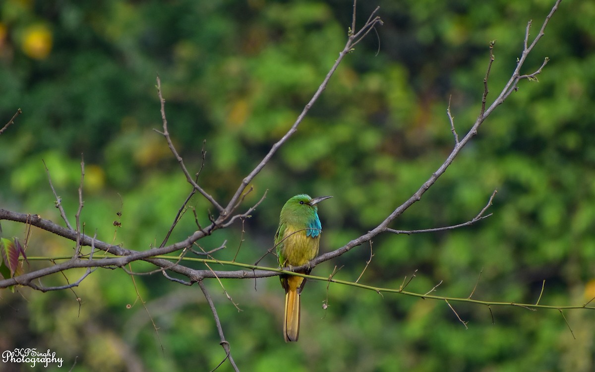 Blue-bearded Bee-eater - Kanwal Preet  Singh
