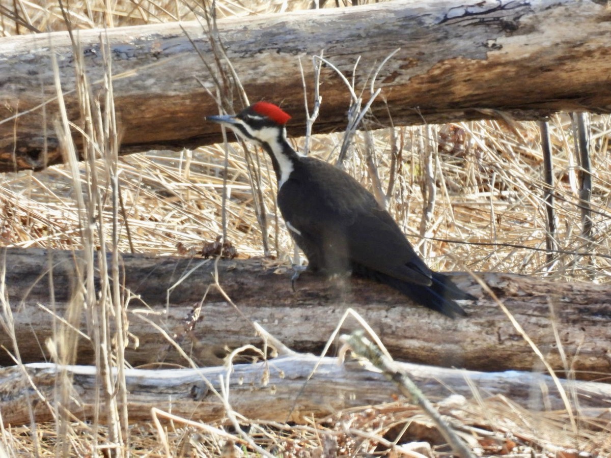 Pileated Woodpecker - ML617469279