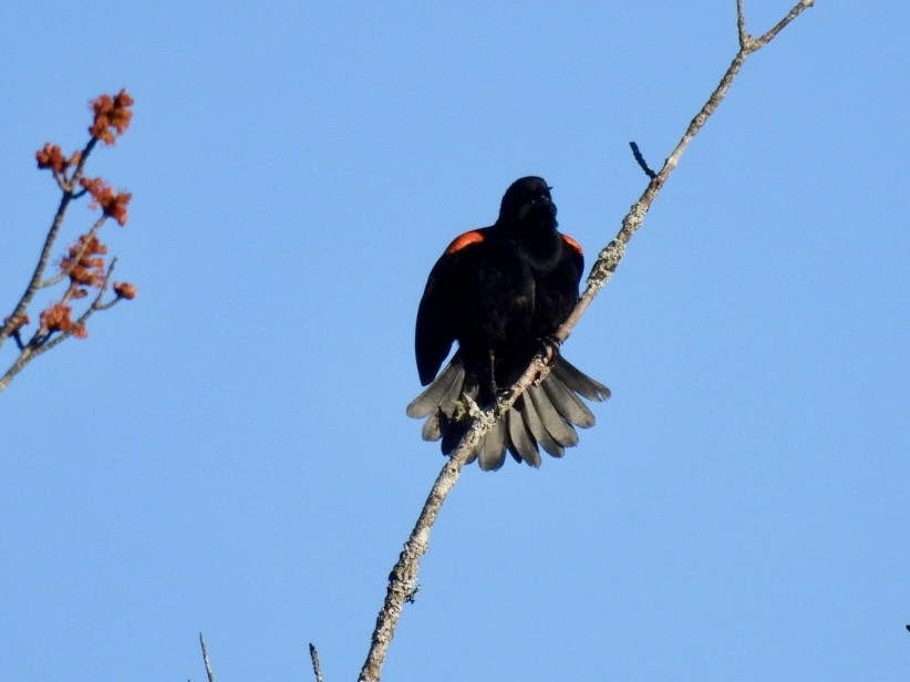 Red-winged Blackbird - ML617469348