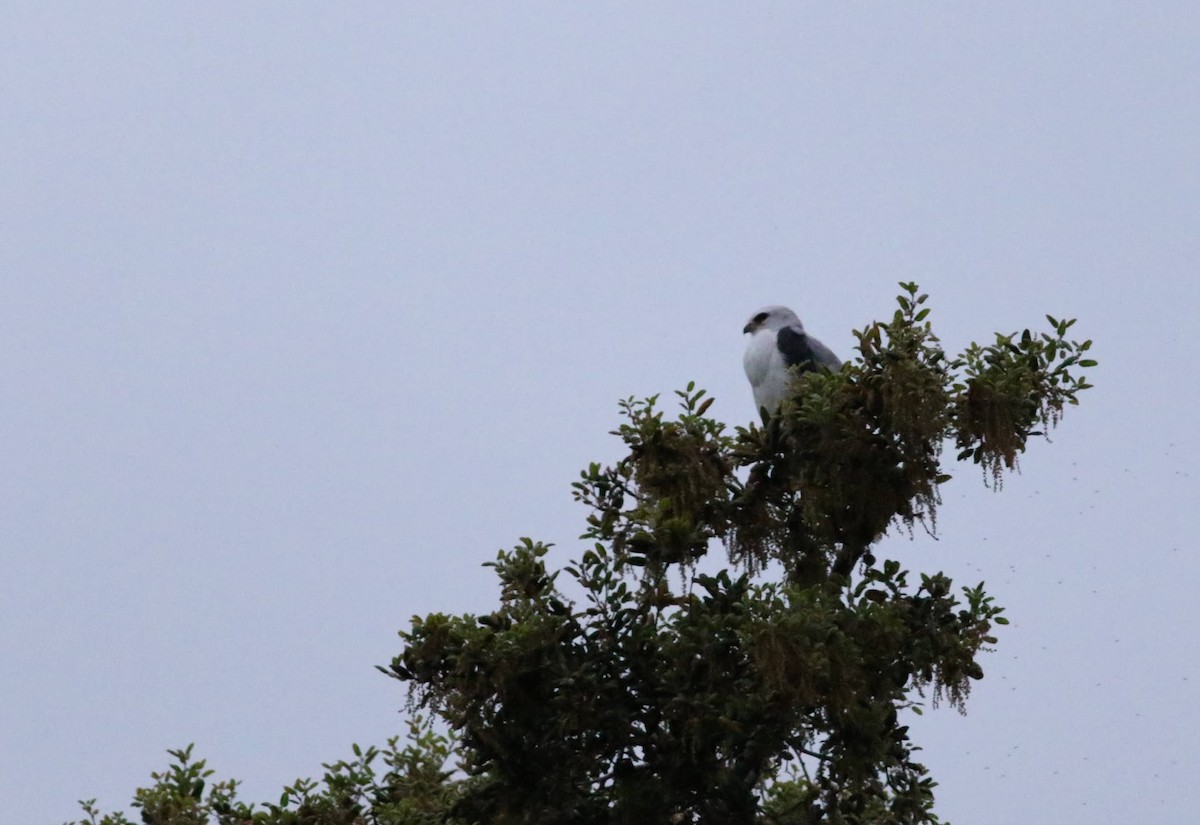 White-tailed Kite - Quinn Nial