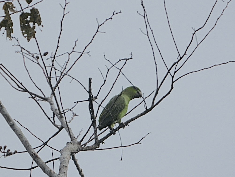 Short-tailed Parrot - ML617469391