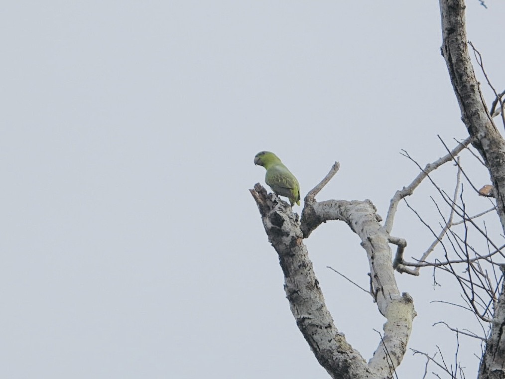Short-tailed Parrot - AC Verbeek
