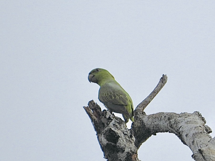 Short-tailed Parrot - ML617469393