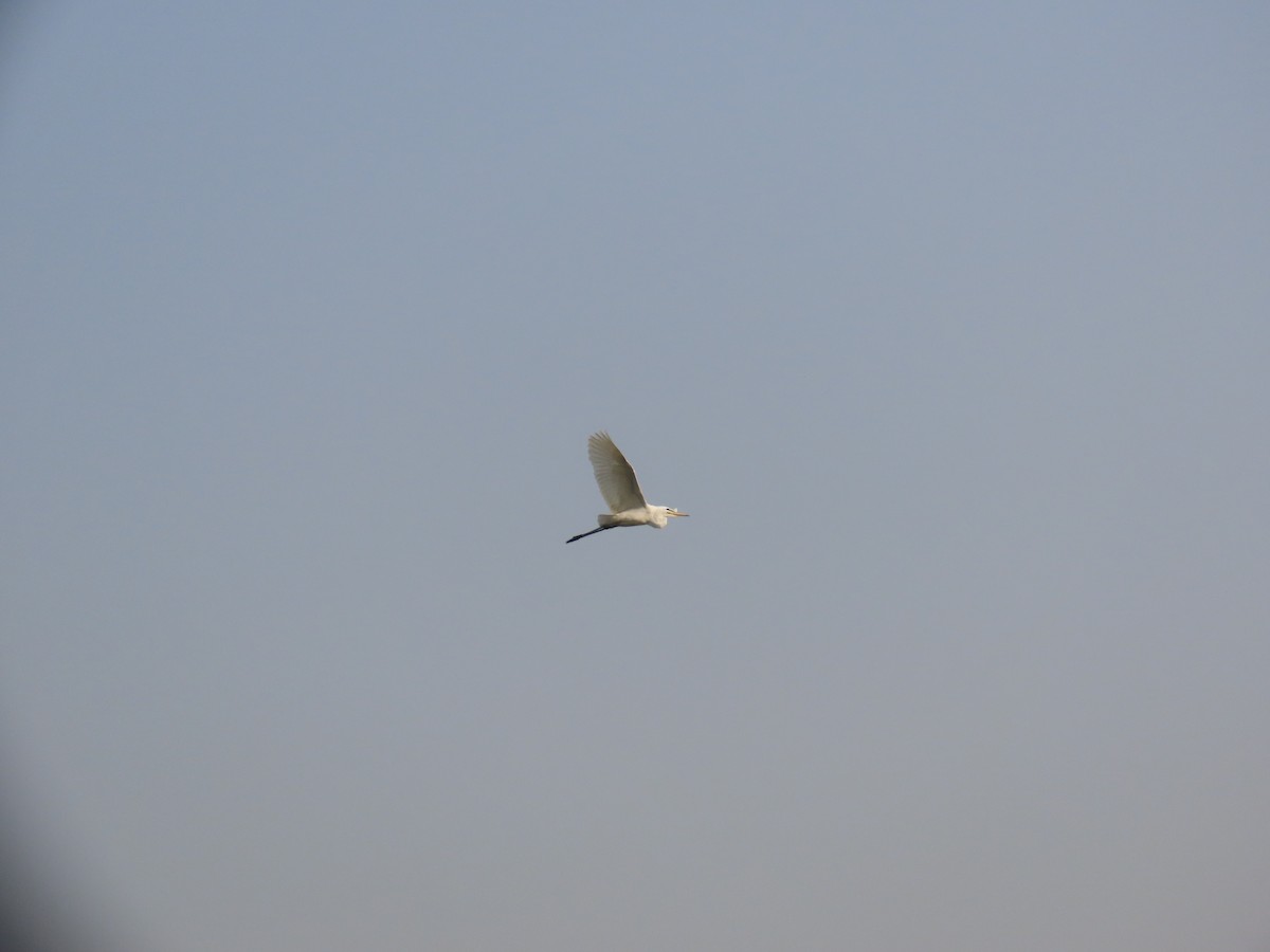Medium Egret - Shilpa Gadgil