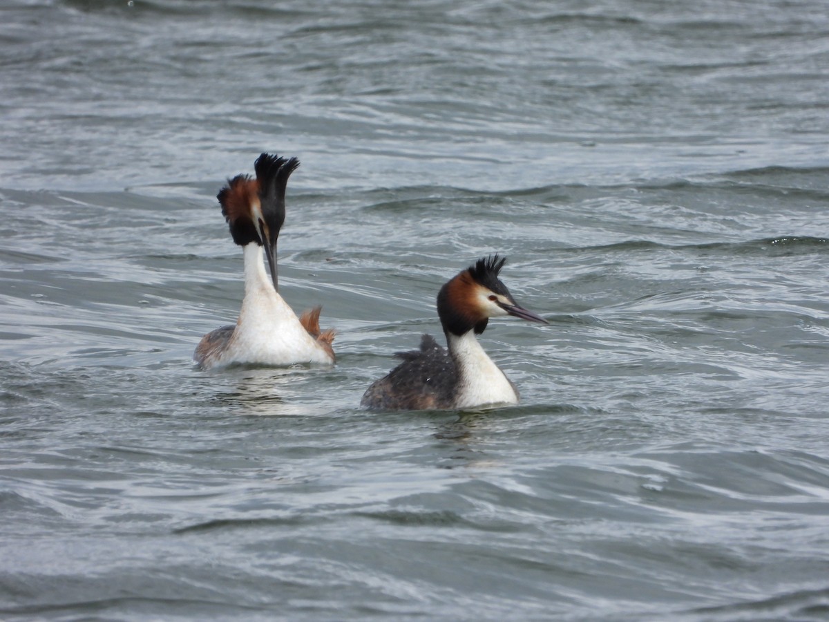 Great Crested Grebe - ML617469498