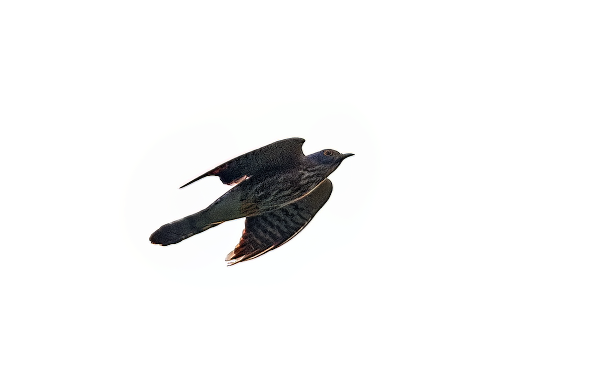 Hodgson's Hawk-Cuckoo - Parmil Kumar