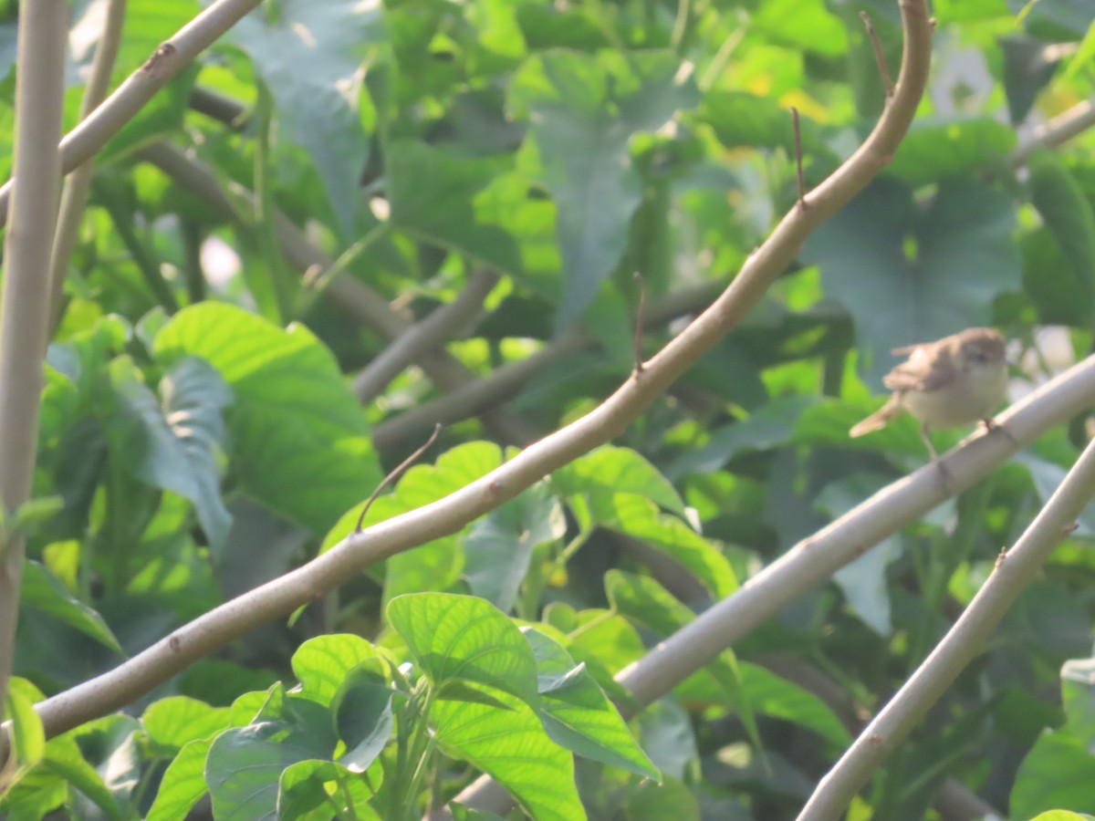 Passeriformes, unbestimmt (Old World warbler sp.) - ML617469602