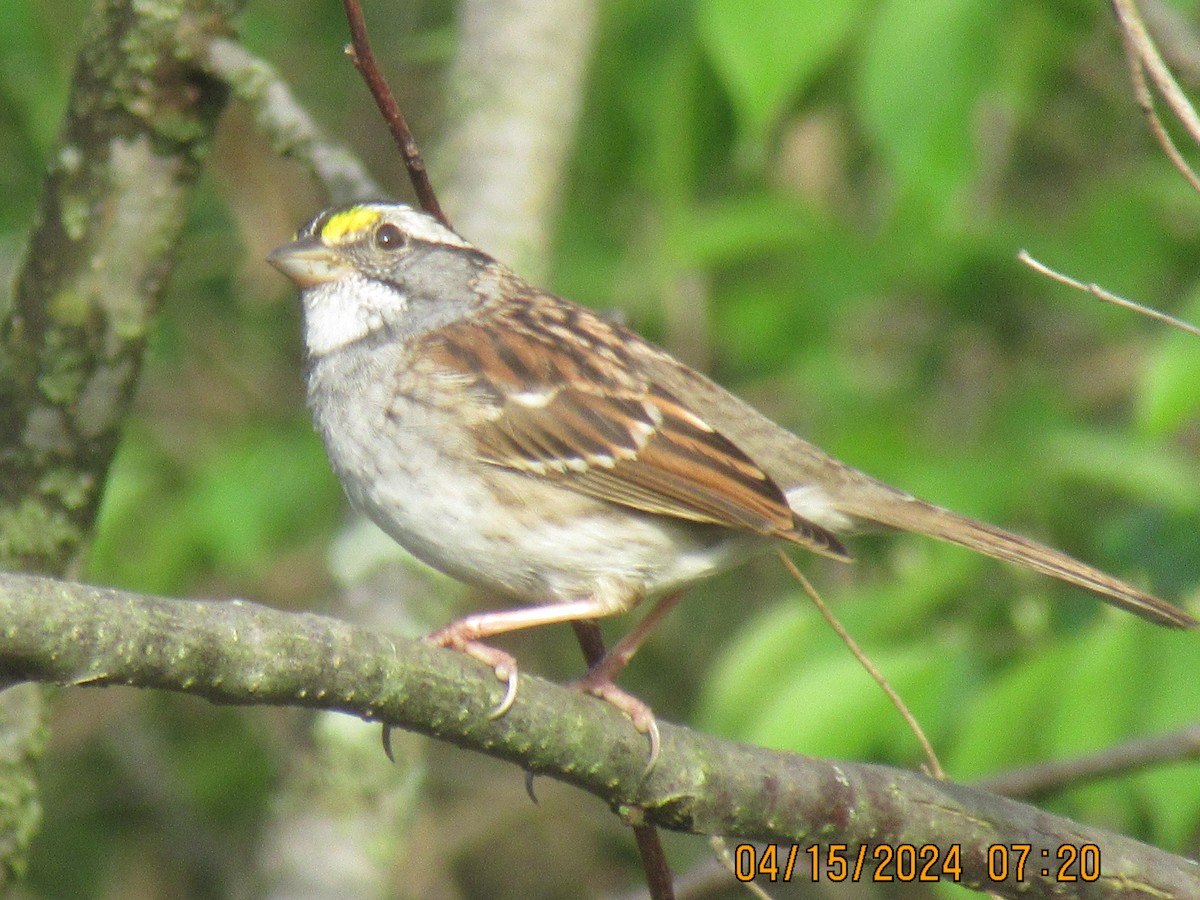 White-throated Sparrow - ML617469620