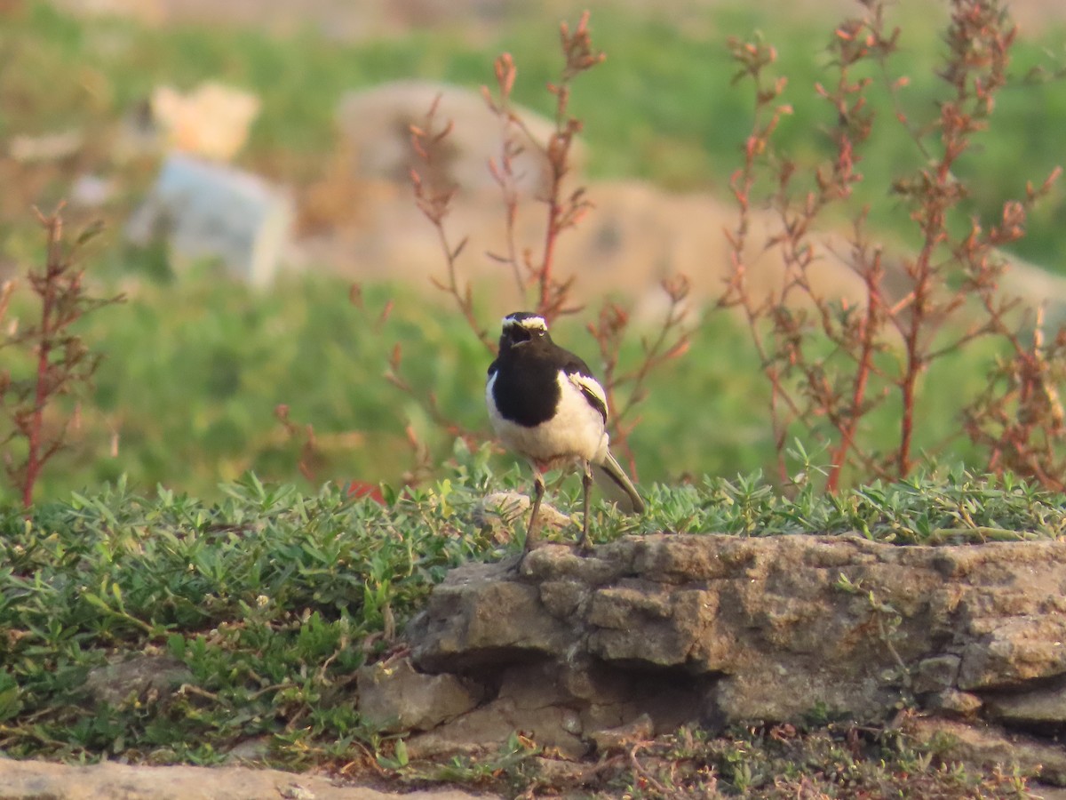 White-browed Wagtail - ML617469662