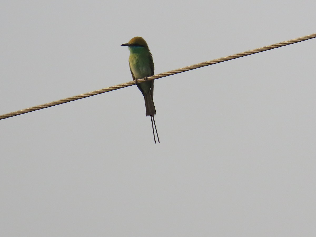 Asian Green Bee-eater - ML617469695