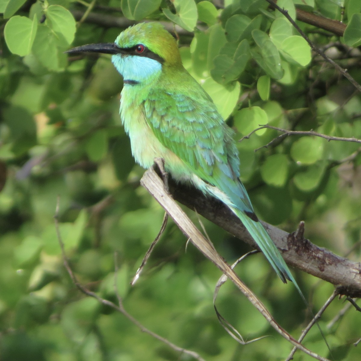 Asian Green Bee-eater - ML617469696