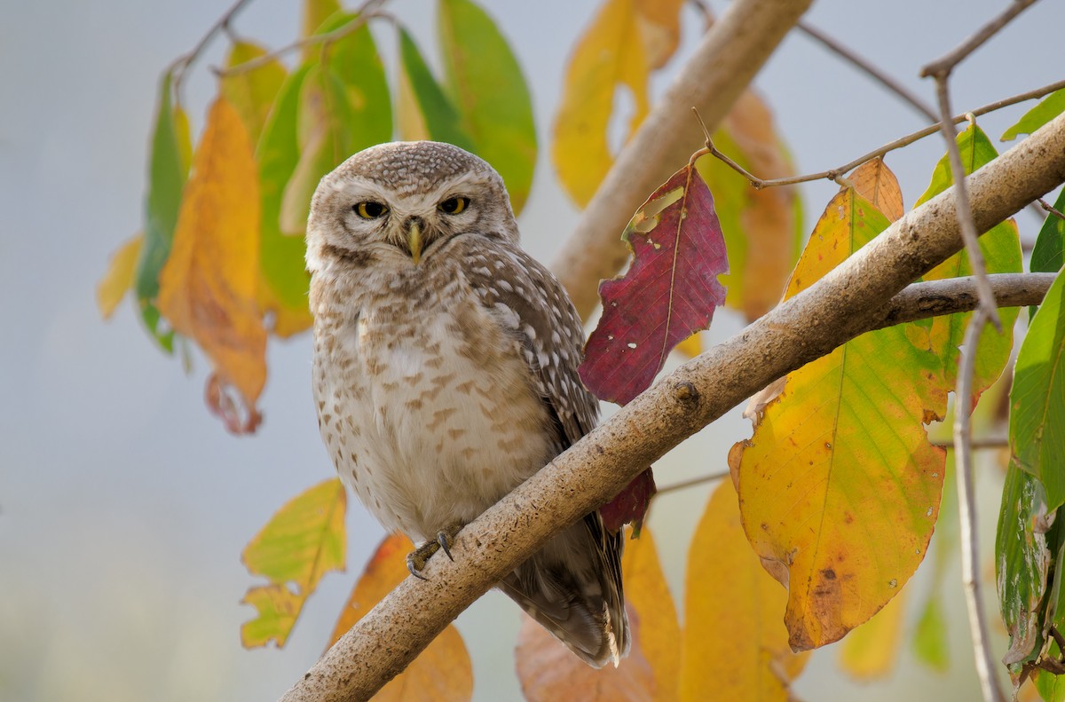 Spotted Owlet - ML617469708