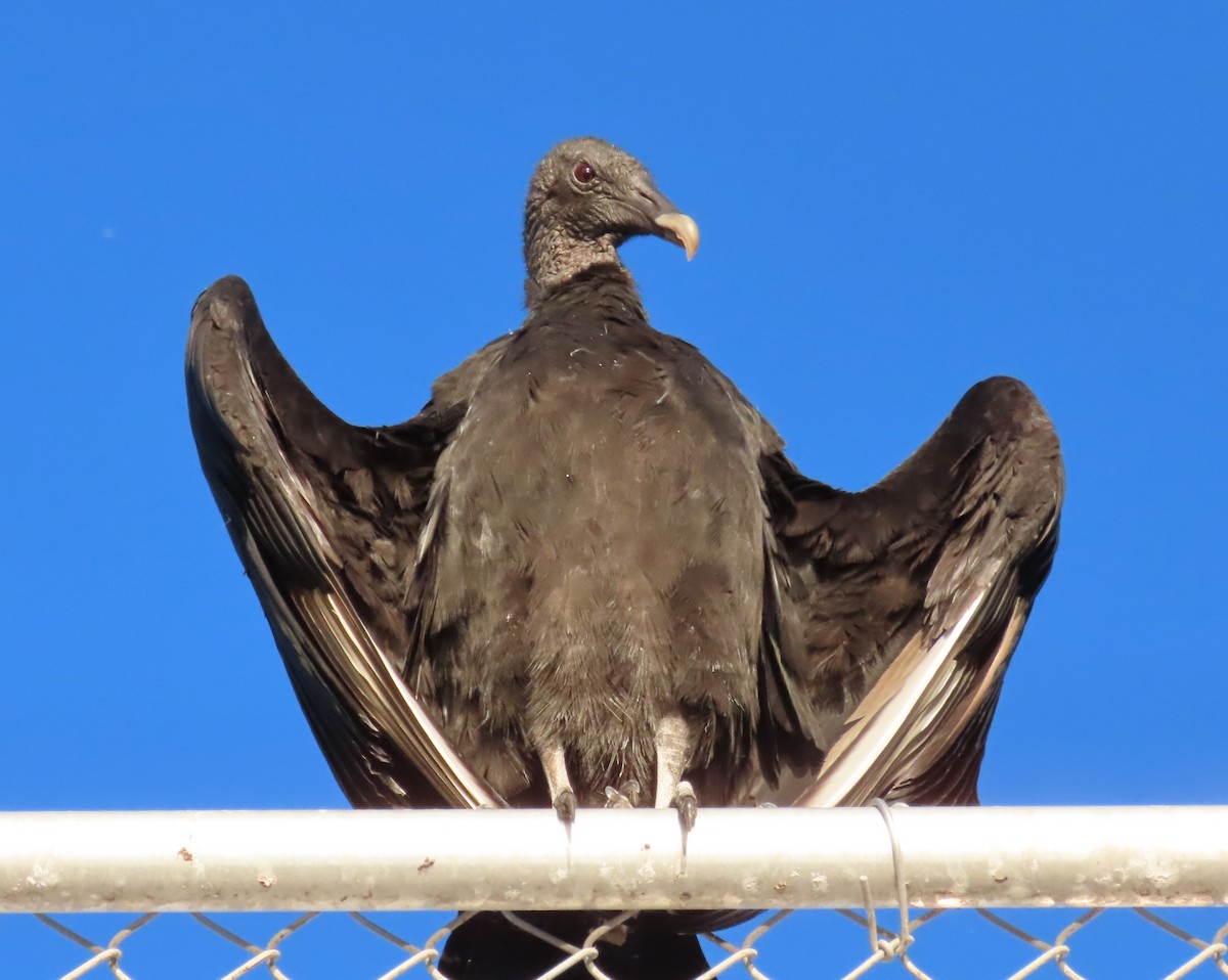 Black Vulture - ML617469733